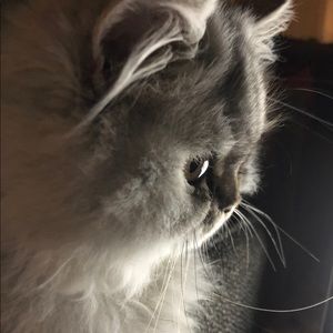 Meet your Posher, Molly